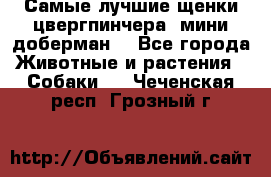Самые лучшие щенки цвергпинчера (мини доберман) - Все города Животные и растения » Собаки   . Чеченская респ.,Грозный г.